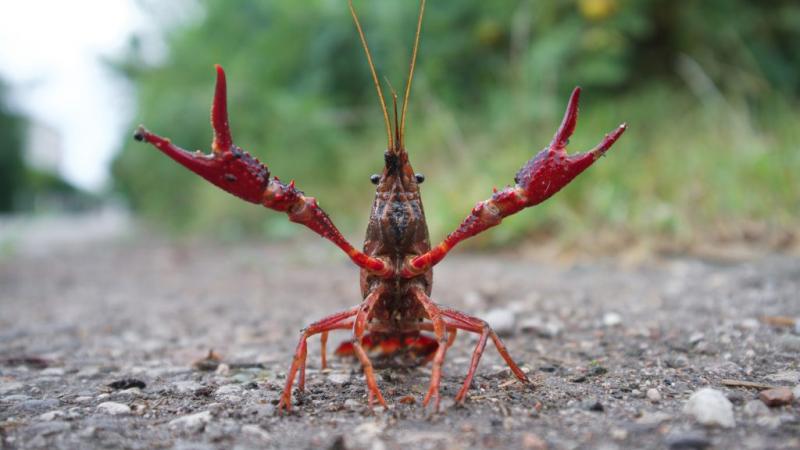 A Balaton és a Velencei-tó vizeiben már felbukkant a hírhedt rákfaj, ami aggodalommal tölti el a helyi közösségeket.