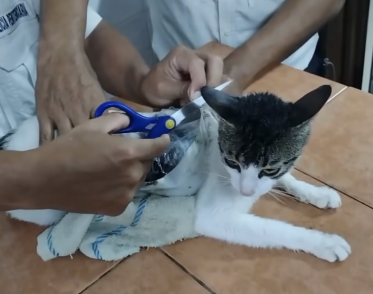 Egy Costa Rica-i börtön közelében egy különleges macska került a figyelem középpontjába: a kis állat drogcsempészettel vádolták meg! Az esemény igazi szenzációt keltett, hiszen senki sem gondolta volna, hogy egy házi kedvenc ilyen komoly 
