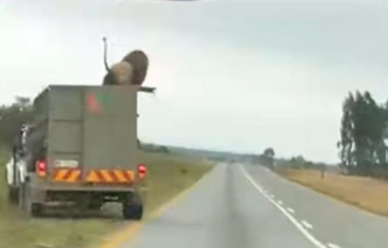 Videó: Egy oroszlán, aki kiszabadult, és a napfényes Dél-Afrikában egy autó tetejére ugrált.
